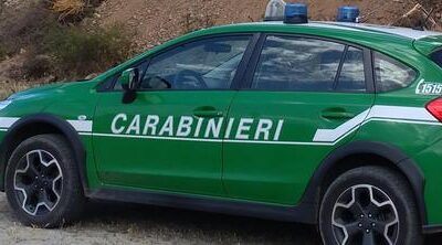 Avellino Cane autostrada